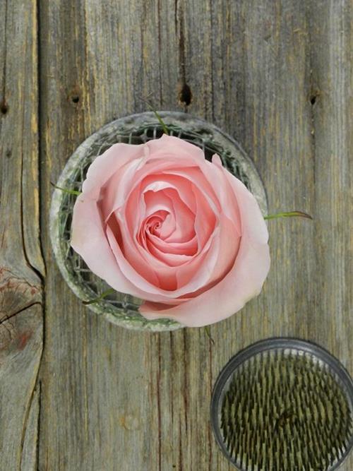 Luciano  Light Pink Roses